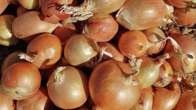 'O`zbekistonda erta piyoz ekinlari xavf ostida — EastFruit'ning rasmi