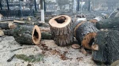 'Toshkentda daraxtlar yana qasddan nobud qilindi'ning rasmi