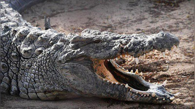 'Tailandda uch metrli timsohni ushlashga bo`lgan urinishlar zoe ketmoqda 'ning rasmi