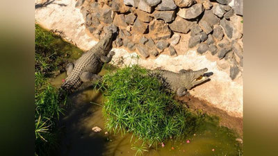 Изрображение 'ВО ФЛОРИДЕ АЛЛИГАТОР ЗАПРЫГНУЛ В КАТЕР С ТУРИСТАМИ (ВИДЕО)'