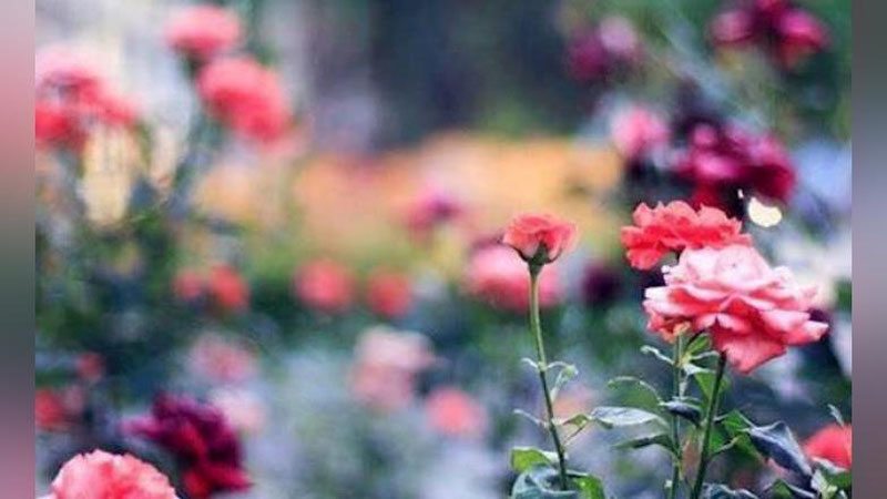 'Чимилдиқдаги шартнома...'ning rasmi