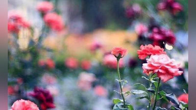 'Чимилдиқдаги шартнома...'ning rasmi