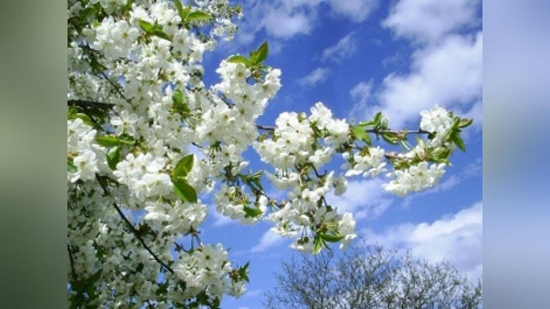 Изрображение 'Какая погода ожидается в Узбекистане 15 марта'