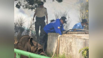 'Ekvadordagi hayvonot bog`ida katta yong`in kelib chiqdi 'ning rasmi