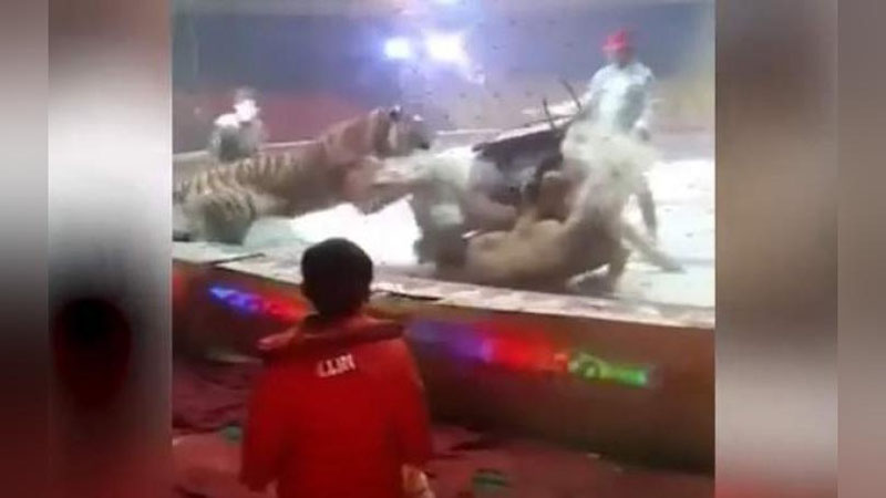 Изрображение 'НА МАНЕЖЕ В КИТАЕ ТИГР И ЛЬВИЦА НАПАЛИ НА ЦИРКОВУЮ ЛОШАДЬ (ВИДЕО)'
