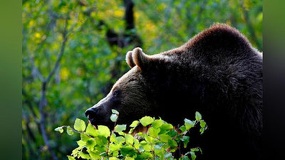 '10 yoshli bolaga ayiq hujum qildi'ning rasmi