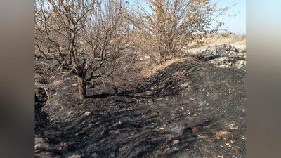 'Toshkentda 531 tup daraxt yoqib yuborilgani bo`yicha jinoyat ishi ochildi'ning rasmi