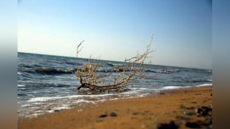 'Orol oqibatlarini yumshatish yo`lida... Xalqaro anjuman tafsilotlari'ning rasmi