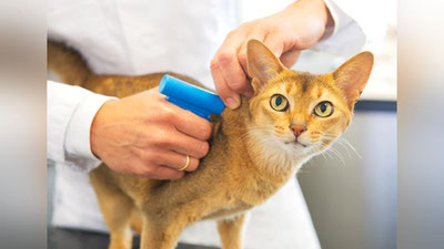 Изрображение 'ЧТО ТАКОЕ ЧИПИРОВАНИЕ ЖИВОТНЫХ?'