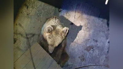 'Angrenda aholi punktlarida yovvoyi ayiqlar paydo bo`lgani haqidagi xabarlarga oydinlik kiritildi'ning rasmi