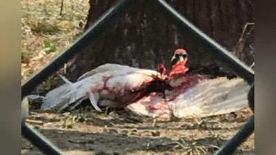 'Ҳайвонот боғи назоратчиси камёб турнани томошабинлар кўз ўнгида савалади'ning rasmi