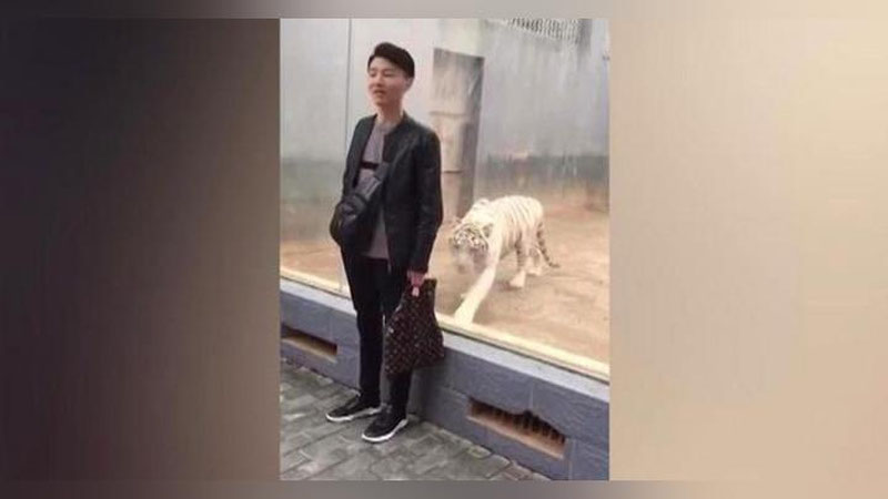 'ZOOPARKDA YO`LBARSNING TOMOShABINGA HAMLASI VIDEOGA OLINDI'ning rasmi