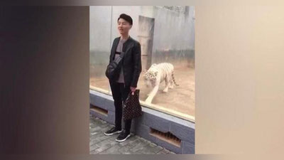 'ZOOPARKDA YO`LBARSNING TOMOShABINGA HAMLASI VIDEOGA OLINDI'ning rasmi