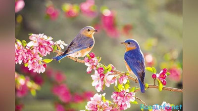 Изрображение 'Какая погода ожидается в Узбекистане 29 марта?'