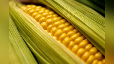 'Rossiyada 3 nafar fuqaro O`zbekistondan olib kirilgan makkajo`xorini eb, botulizmga chalindi'ning rasmi