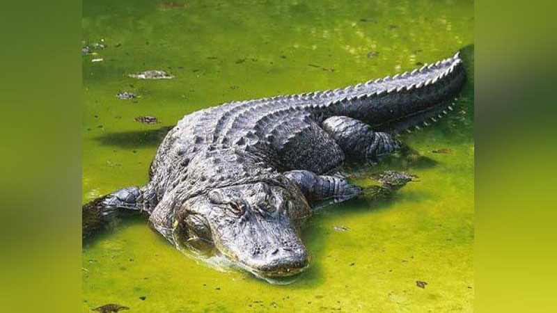 'Аллигаторлар табиий шароитда яшашлари учун дарёга қўйиб юборилди'ning rasmi