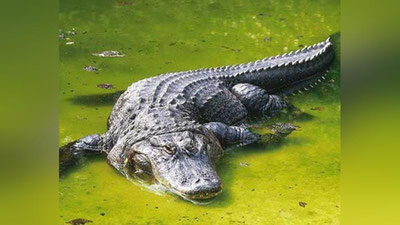 'Аллигаторлар табиий шароитда яшашлари учун дарёга қўйиб юборилди'ning rasmi