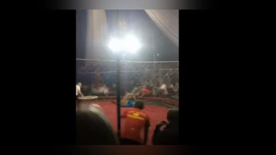 Изрображение 'НАПАДЕНИЕ ЛЬВИЦЫ НА РЕБЕНКА В ЦИРКЕ СНЯЛИ НА ВИДЕО'