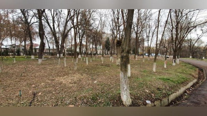 Изрображение 'Составлен перечень запрещенных к вырубке видов деревьев'