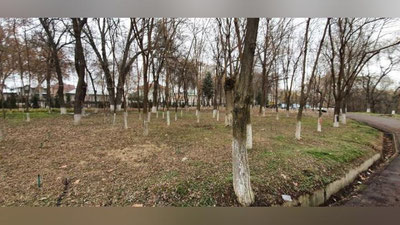 Изрображение 'Госкомэкологии рассказал о судьбе деревьев на месте стройки у парка "Ашхабад"'