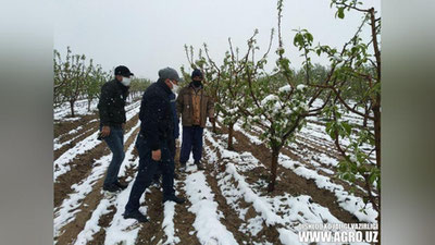 '9-12 aprel kunlari yana havo o`zgarishini nazarda tutib, Qishloq xo`jaligi vazirligi ogohlikka chaqirdi'ning rasmi