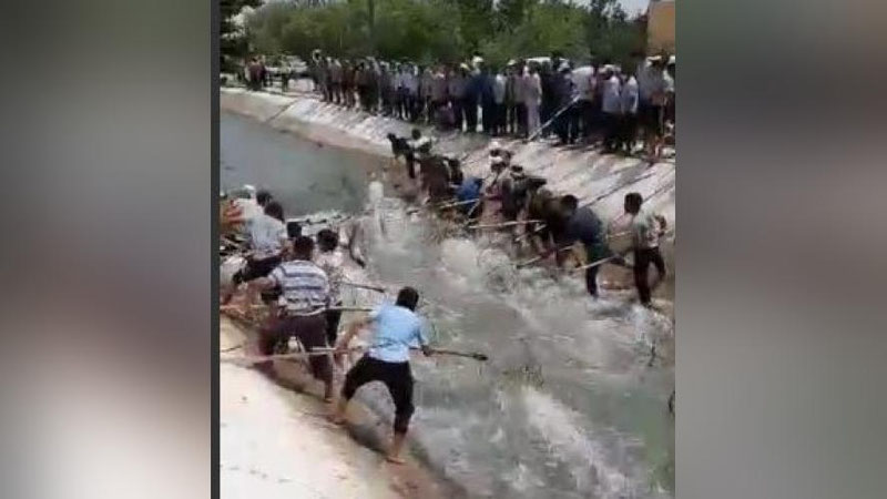 'Farg`onadagi kanallardan son-sanoqsiz baliqlar qaerdan oqib kelyapti (video)'ning rasmi
