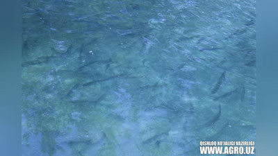 Изрображение 'В Балыкчинском районе будут выращивать форель и лосось'