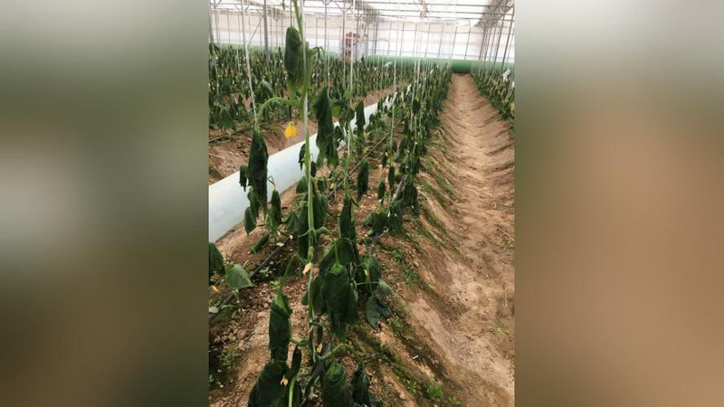 Изрображение 'Минэнерго высказалось по поводу отключения от газоснабжения теплиц'