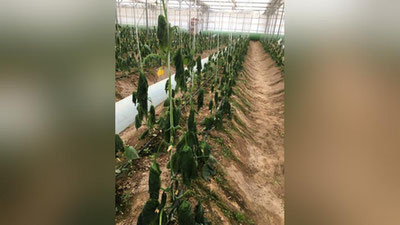 Изрображение 'Минэнерго высказалось по поводу отключения от газоснабжения теплиц'