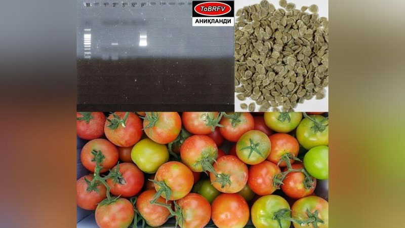 'Туркиядан Ўзбекистонга импорт қилинган уруғларда вирус аниқланди'ning rasmi