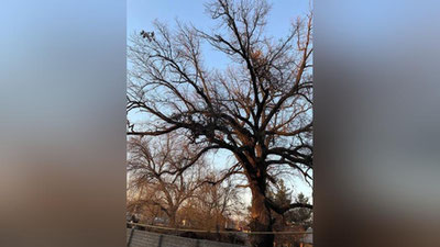 Изрображение 'Хоким Яшнабадского района лично заверил, что вырубать многолетний дуб не будут (видео)'