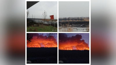 'Sirdaryodagi yoqib yuborilayotgan o`rmon xo`jaligidan qochgan ilonlar aholiga yaqin joylarda ko`payib ketayotganligi aytilmoqda'ning rasmi