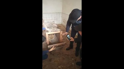 'Samarqandda topilgan sher bolasi Toshkent hayvonot bog`iga topshirildi (video)'ning rasmi