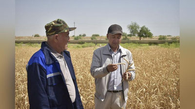 'Qashqadaryoda mirishkorliklar birinchi bo`lib g`alla o`rim-yig`imini boshladi'ning rasmi