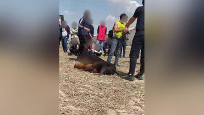 Изрображение 'Владельцев собак, устроивших им бой в Ургенче, оштрафовали'