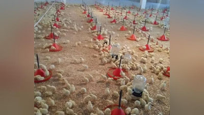 'Navoiydagi “Xo`ja” MChJga 10000 bosh parranda olib kelindi'ning rasmi