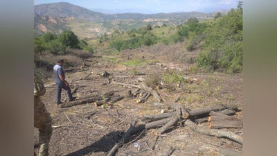 Изрображение 'По факту вырубки деревьев в в курортной зоне "Амирсой" завели уголовное дело'