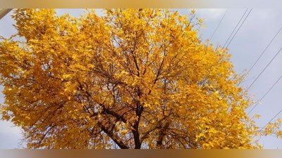 Изрображение 'В Ташкенте до +18: погода на 2 ноября'