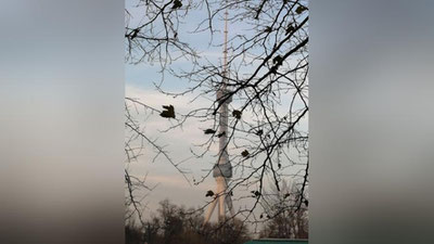 Изрображение 'В Ташкенте +2: погода на 2 декабря'