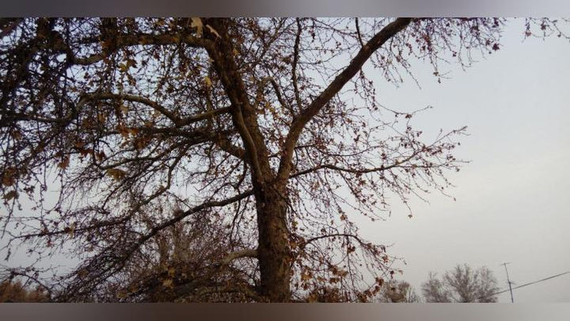 Изрображение 'Дождь, местами переход в снег: погода в Узбекистане на 19 января'