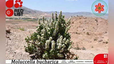 'Dunyo bo`yicha faqat Boysunda o`sadigan o`simlik Xalqaro Qizil ro`yxatga kiritildi'ning rasmi