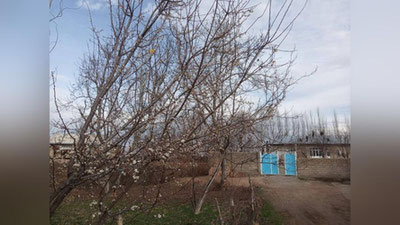 'Surxondaryoda daraxtlar gullay boshladi'ning rasmi