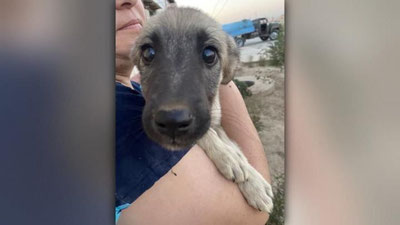 Изрображение 'В Карши решили избавиться от бродячих собак с помощью яда'