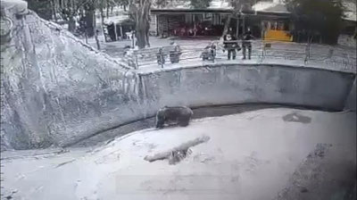 Изрображение 'В сети появилось видео из зоопарка Ташкента, где мать бросила ребенка к медведю'