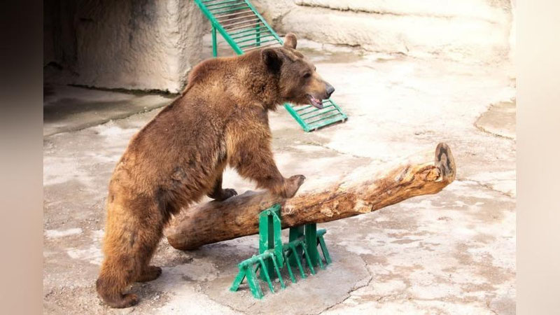 Изрображение 'Пользователи сети просят выпустить медведя Зузу из зоопарка в дикую природу'