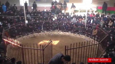 Изрображение 'В Ургуте обнаружили подпольную арену для петушиных боев (видео)'