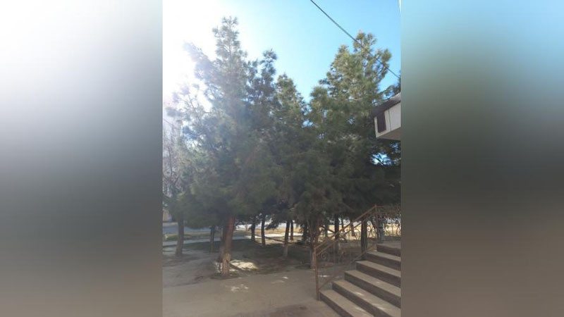 Изрображение '"В какие инстанции мы только не обращались": рассказ жителей о борьбе за сосновую рощицу'