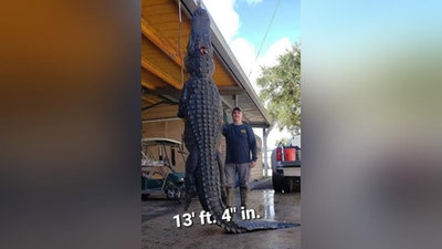 Изрображение 'Во Флориде охотник убил гигантского аллигатора'