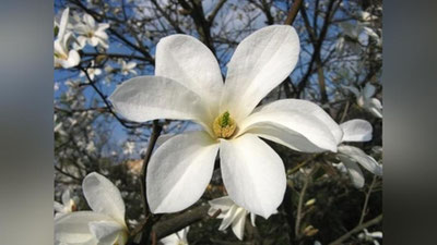 'Тошкент Ботаника боғида магнолия гуллади'ning rasmi