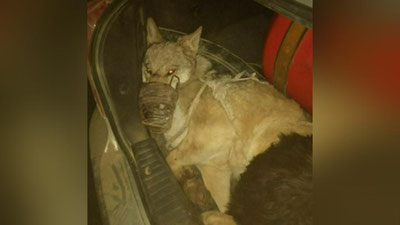 'Тирик бўрининг нархи 1000$ ми? Экоқўмита ижтимоий тармоқлардаги бўри савдоси ҳақида маълумот берди'ning rasmi